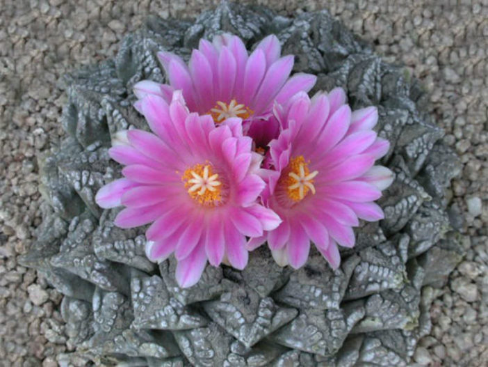 Traditional and Medicinal Uses of False Peyote (Ariocarpus fissuratus)