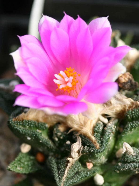 Ariocarpus fissuratus (False Peyote)