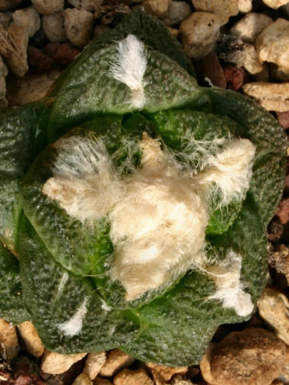 Ariocarpus fissuratus (False Peyote)