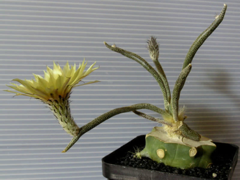 Astrophytum caput-medusae