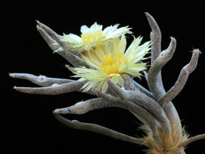 Astrophytum caput-medusae