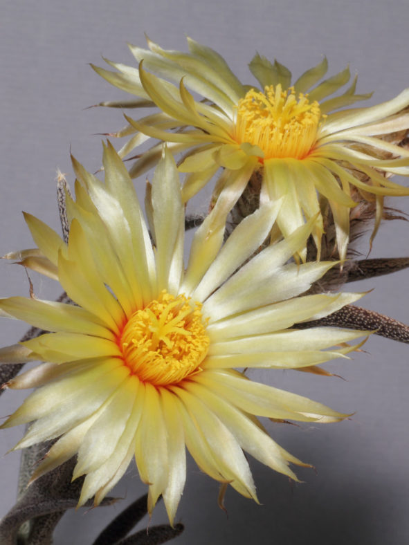 Astrophytum caput-medusae
