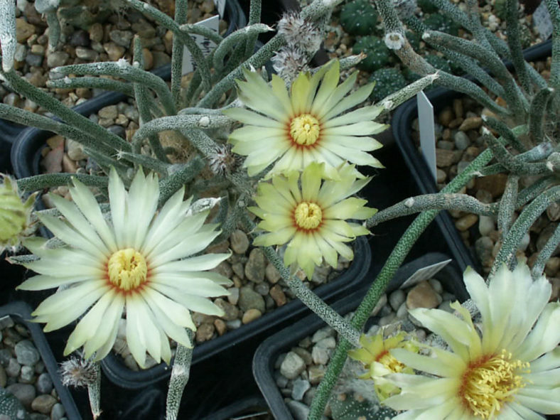 Astrophytum caput-medusae