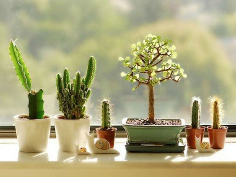 Cacti And Succulents Inside Your Home