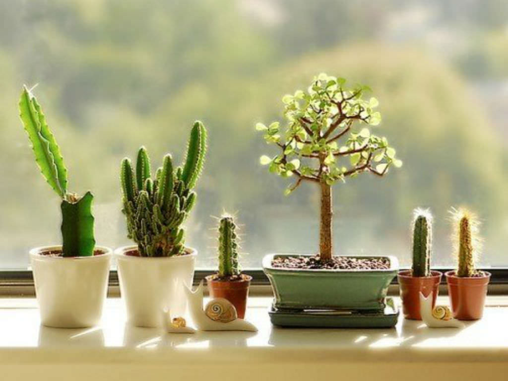Cacti And Succulents Inside Your Home World Of Succulents 9070