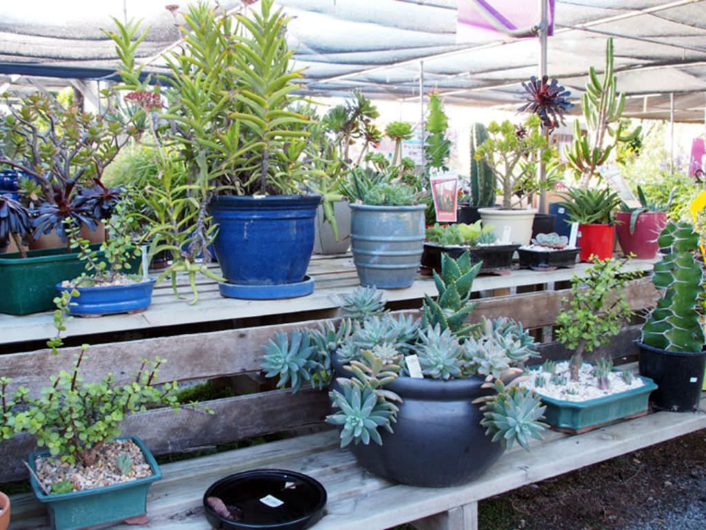 How To Care for Cacti and Succulents (Video) World of Succulents