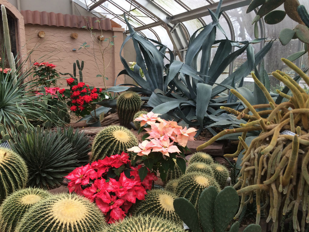 Some Rare and Unusual Cacti and Succulents (Video) World of Succulents