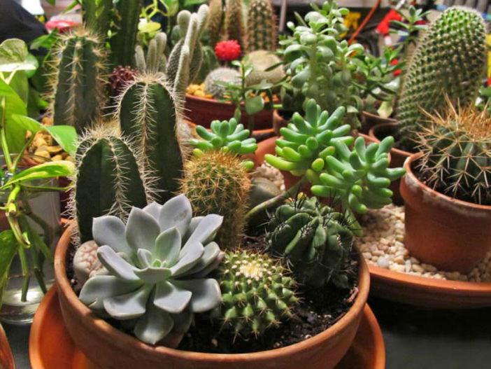 حافظ على الآفات من الصبار والعصارة  Cactus-and-Succulent-Garden-702x527