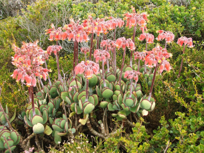 أفضل 12 نباتًا عصاريًا للحدائق المنزلية Cotyledon-orbiculata-702x527