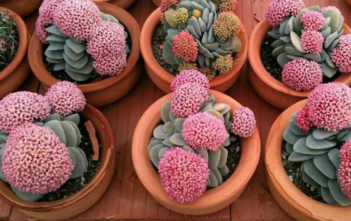 How to Grow and Care for Crassula Crassula 'Morgan's Beauty'