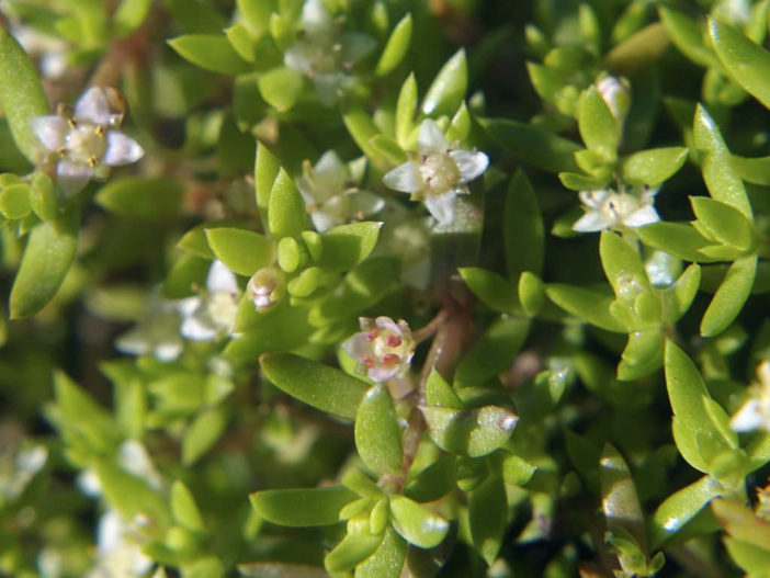 Crassula helmsii (Swamp Stonecrop)