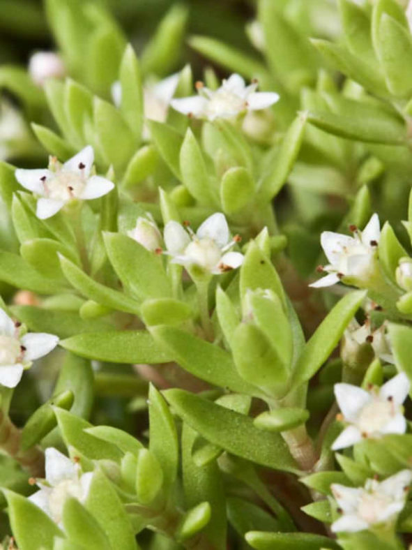 Crassula helmsii (Swamp Stonecrop)