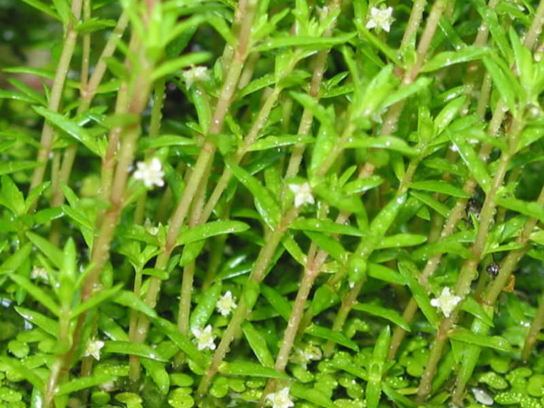 Crassula helmsii (Swamp Stonecrop)