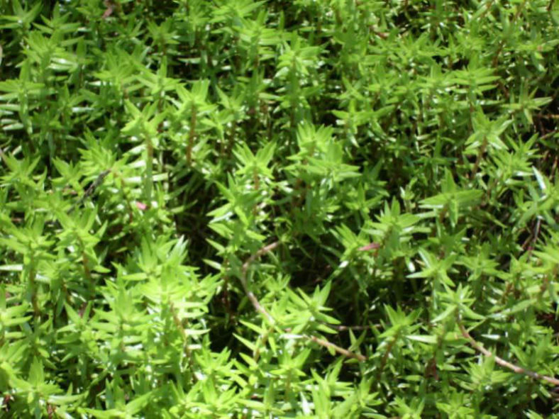 Crassula helmsii (Swamp Stonecrop)