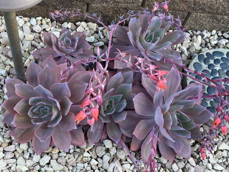 Echeveria 'Afterglow'