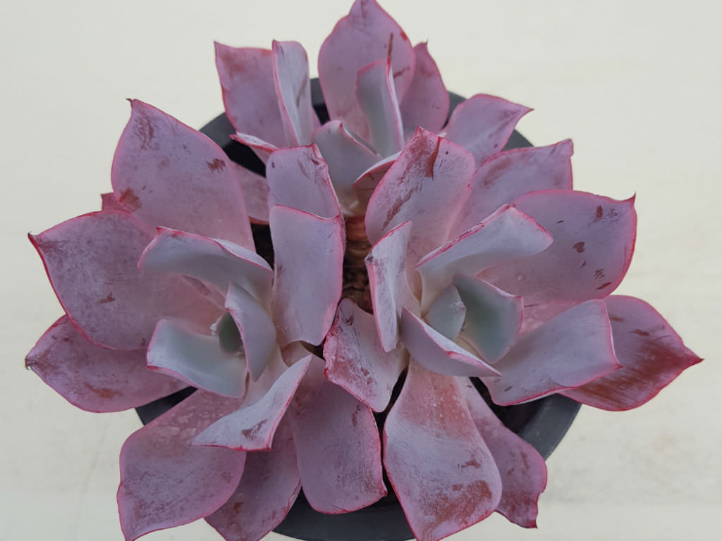 Echeveria Afterglow World Of Succulents