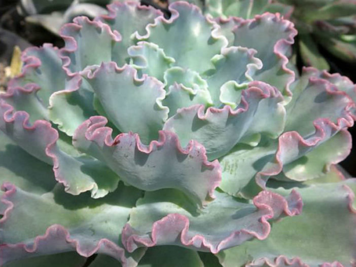 Echeveria 'Blue Curls'