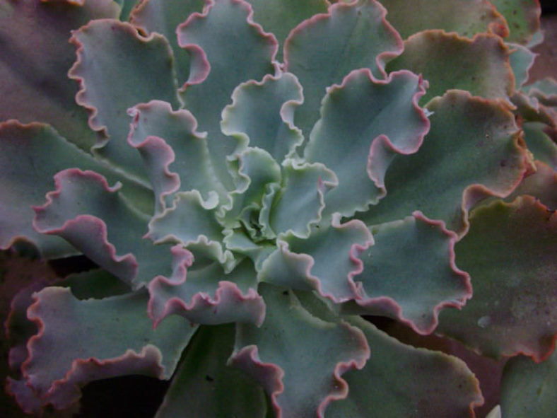 Echeveria 'Blue Curls'