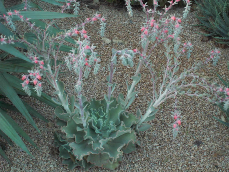 Echeveria 'Blue Curls'