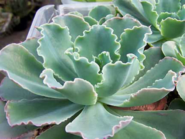 Echeveria 'Blue Waves'