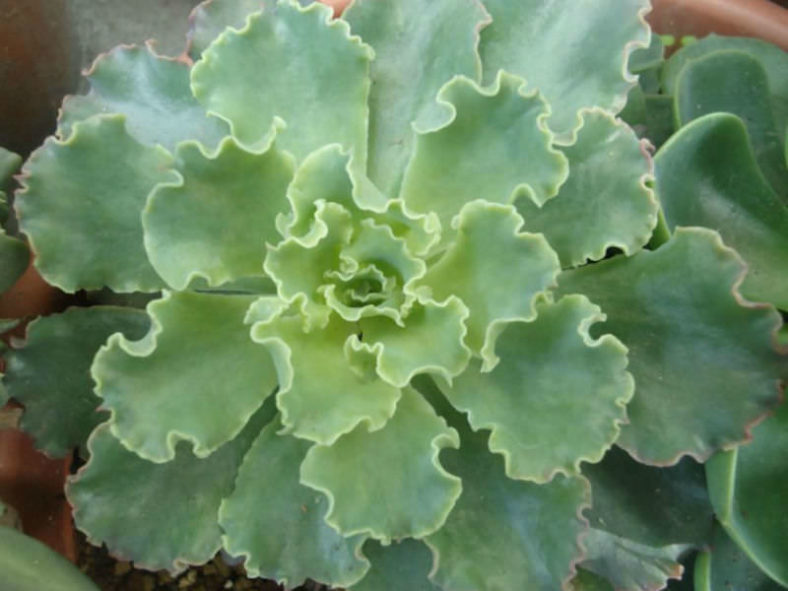 Echeveria 'Blue Waves'