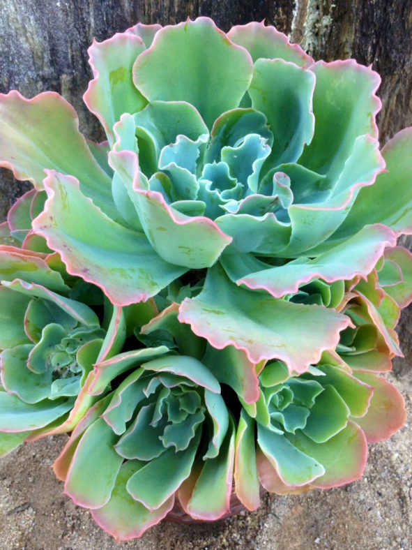 Echeveria 'Blue Waves'