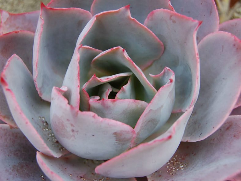 Echeveria 'Morning Light'