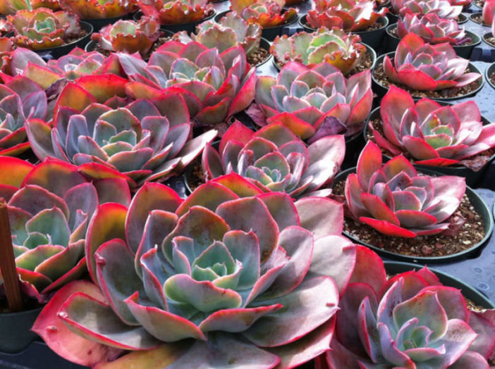 Echeveria 'Morning Light'