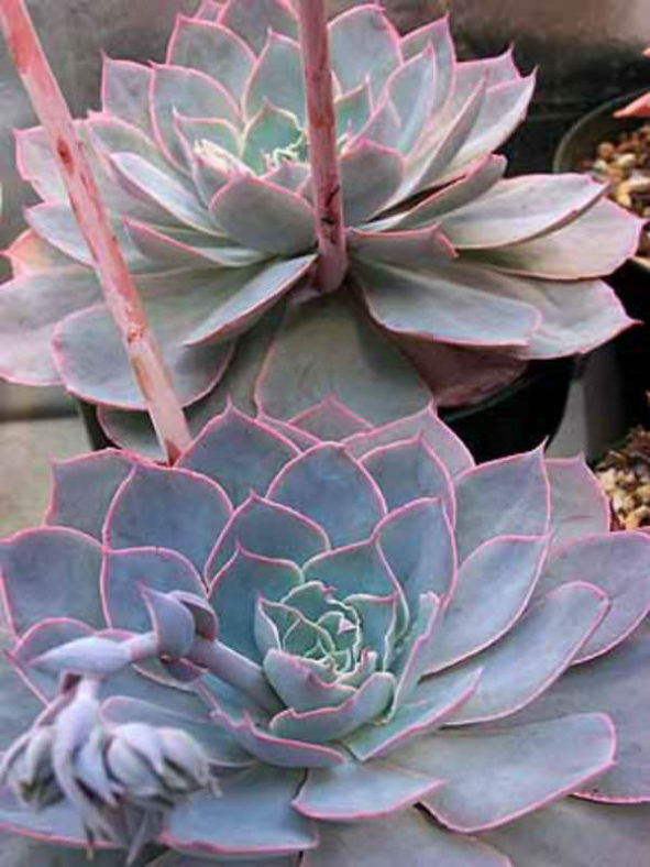 Echeveria 'Morning Light'
