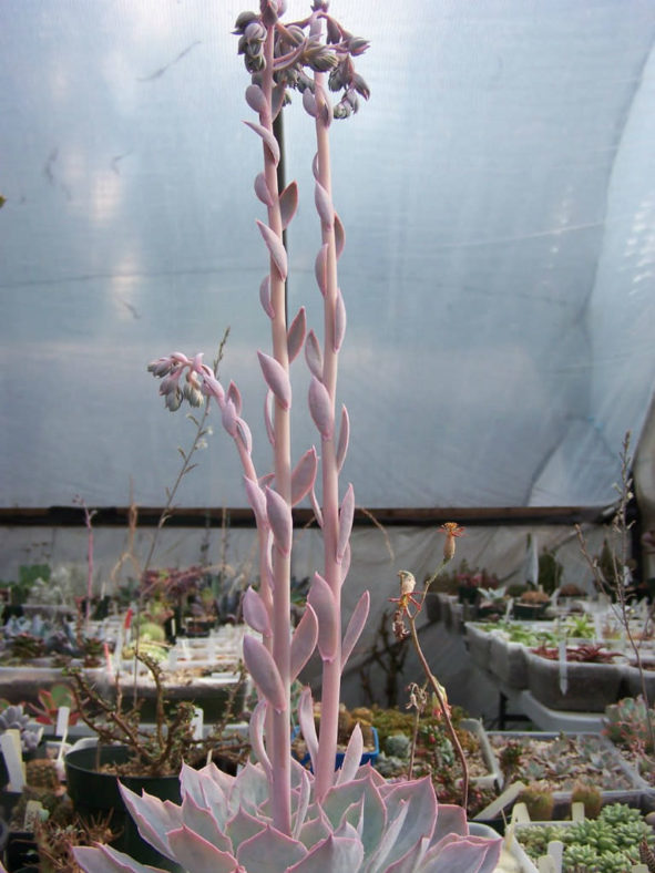 Echeveria 'Morning Light'
