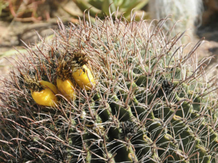 Healthy Edible Succulents (Ferocactus)