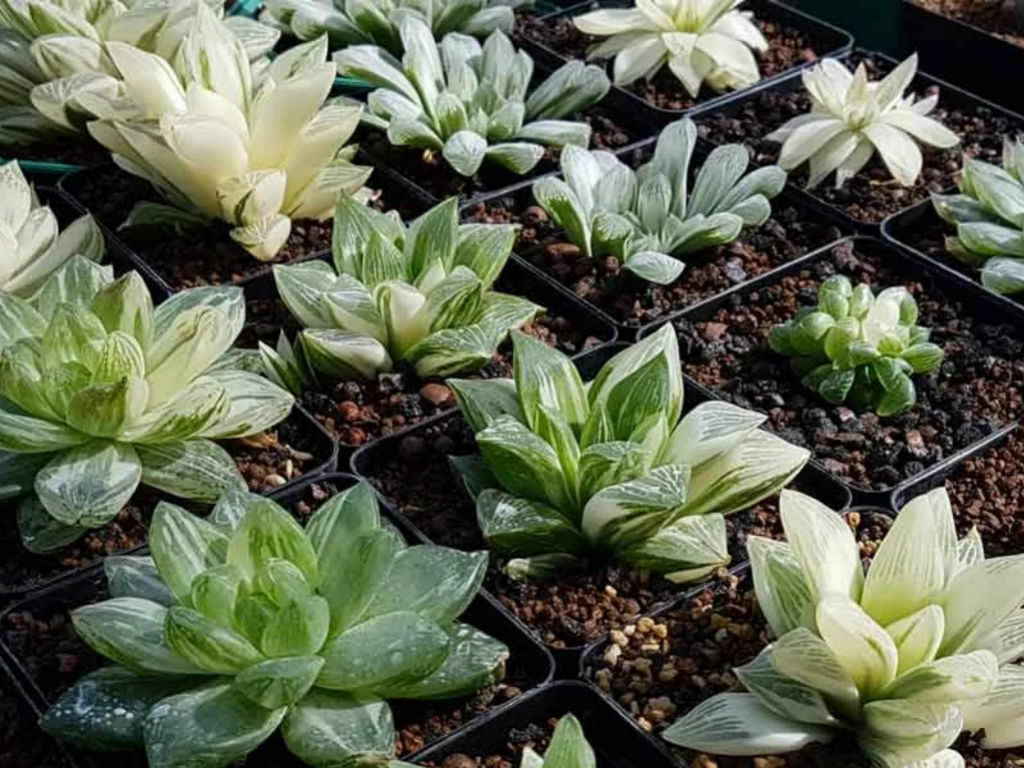 كيف تنمو وترعى هاوورثيا Haworthia-1