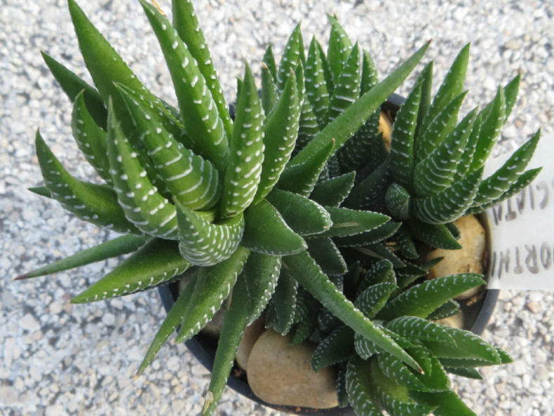 Haworthiopsis fasciata (Zebra Plant) aka Haworthia fasciata