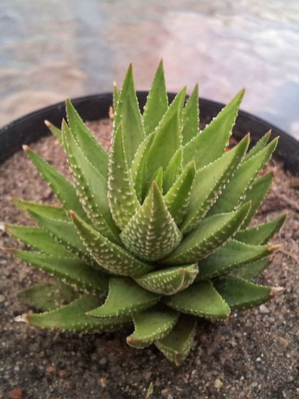 Haworthiopsis fasciata (Zebra Plant) aka Haworthia fasciata