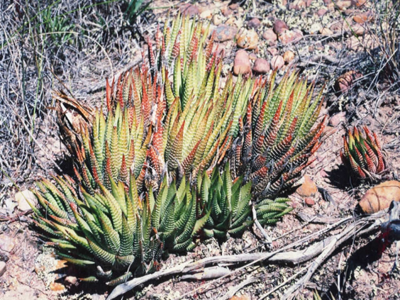 Haworthiopsis fasciata (Zebra Plant) aka Haworthia fasciata