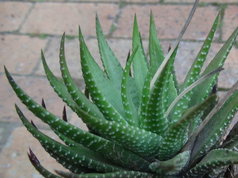 Haworthiopsis fasciata (Zebra Plant) aka Haworthia fasciata