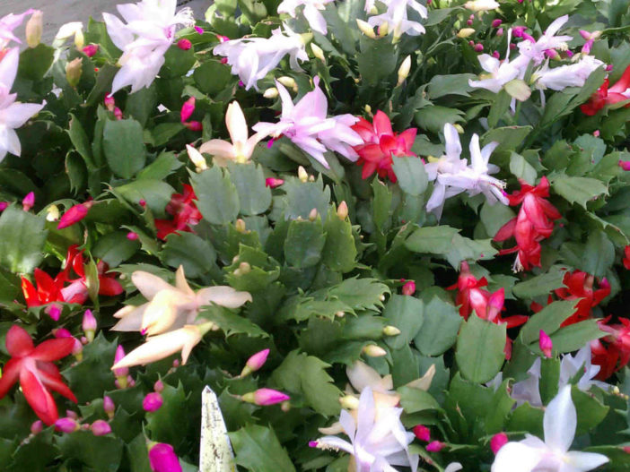 Holiday Cacti