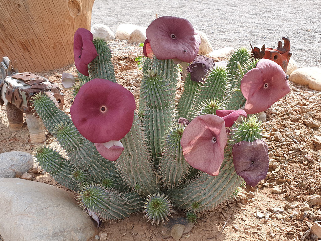 Hoodia gordonii, commonly known as Bushman's Hat