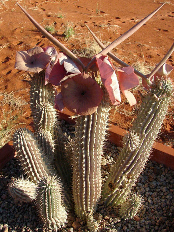 Flowers and seed pods of Hoodia gordonii, commonly known as Bushman's Hat