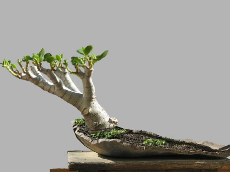 4 Steps to Prune the Perfect Jade Bonsai | World of Succulents