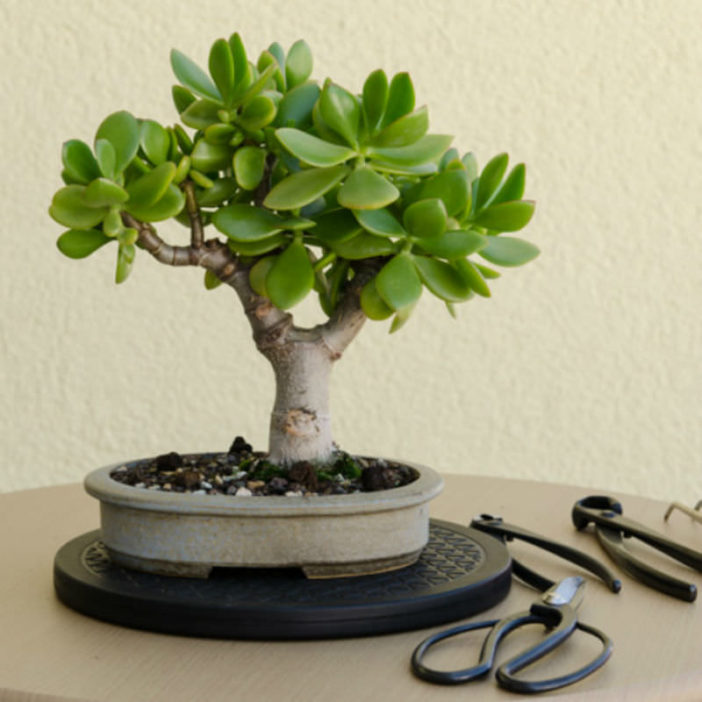 jade plant bonsai