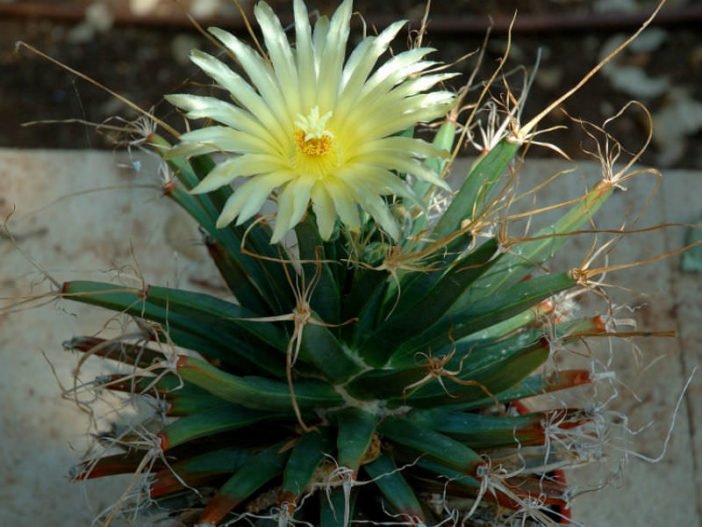 Leuchtenbergia principis (Agave Cactus)