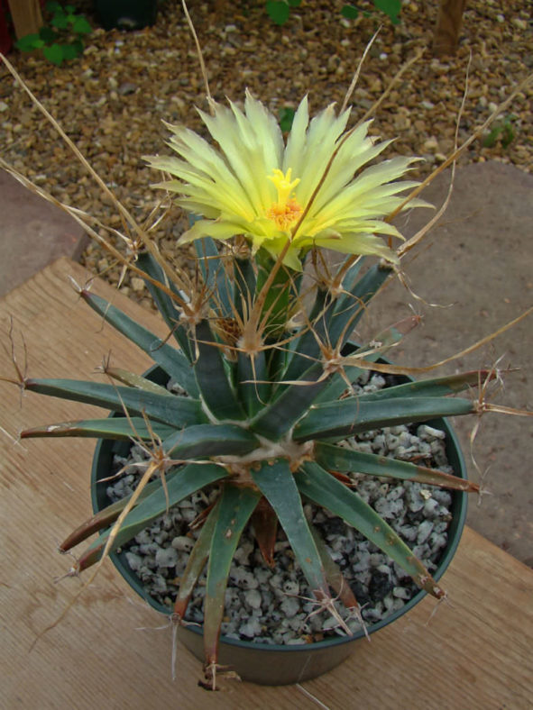 Leuchtenbergia principis (Agave Cactus)