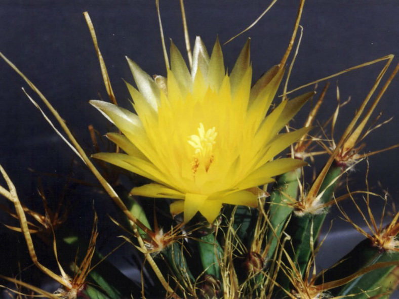 Leuchtenbergia principis (Agave Cactus)