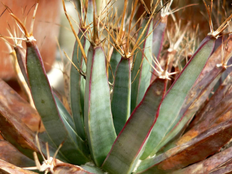 Leuchtenbergia principis (Agave Cactus)