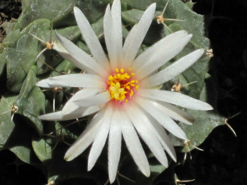Obregonia denegrii (Artichoke Cactus)