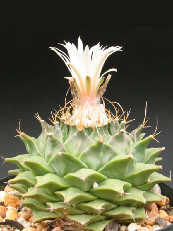 Obregonia denegrii (Artichoke Cactus)