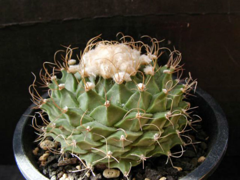 Obregonia denegrii (Artichoke Cactus)