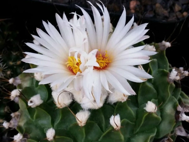 Obregonia denegrii (Artichoke Cactus) - World of Succulents