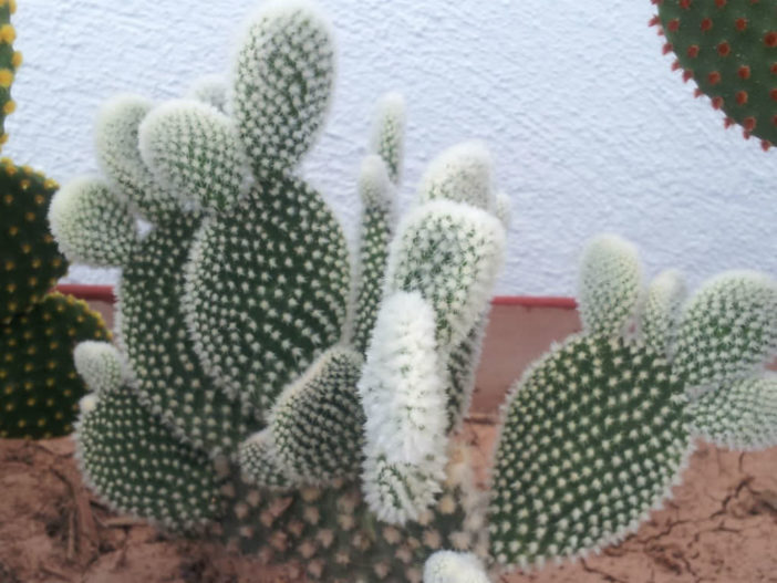 Opuntia microdasys var. albispina (Angel Wings)